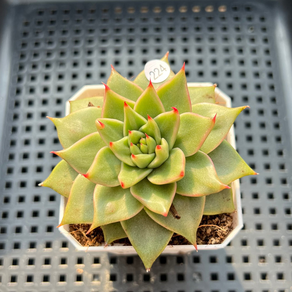 Echeveria Agavoides 'Sensation' 2" Succulent Plant (Potted)