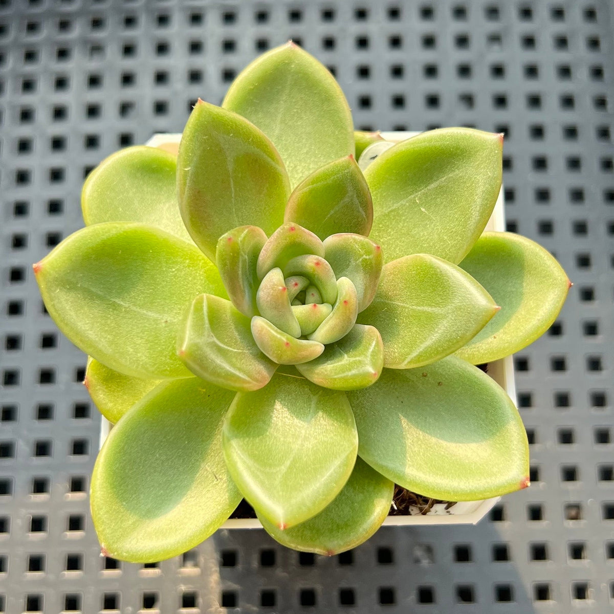 Echeveria 'Flower Ring' 2"-3" (New Hybrid) Succulent Plant (Potted)