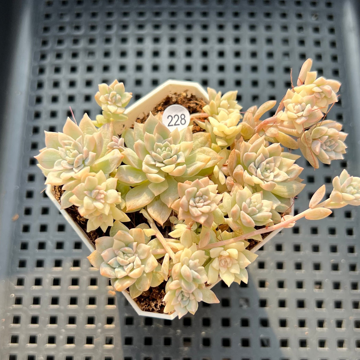 Echeveria Prolifica Variegated 2" Succulent Plant (Potted)