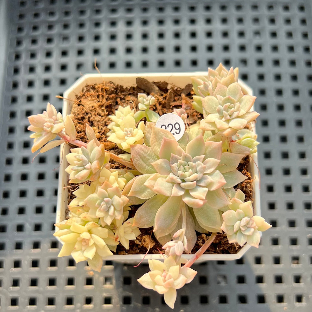 Echeveria Prolifica Variegated 2" Succulent Plant (Potted)