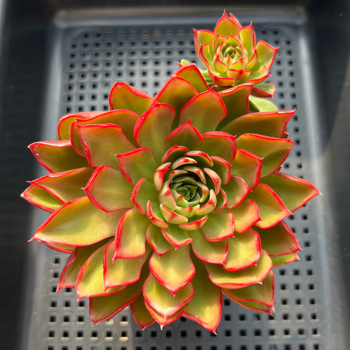 Echeveria 'Crayon' 4" Cluster Succulent Plant (Potted)