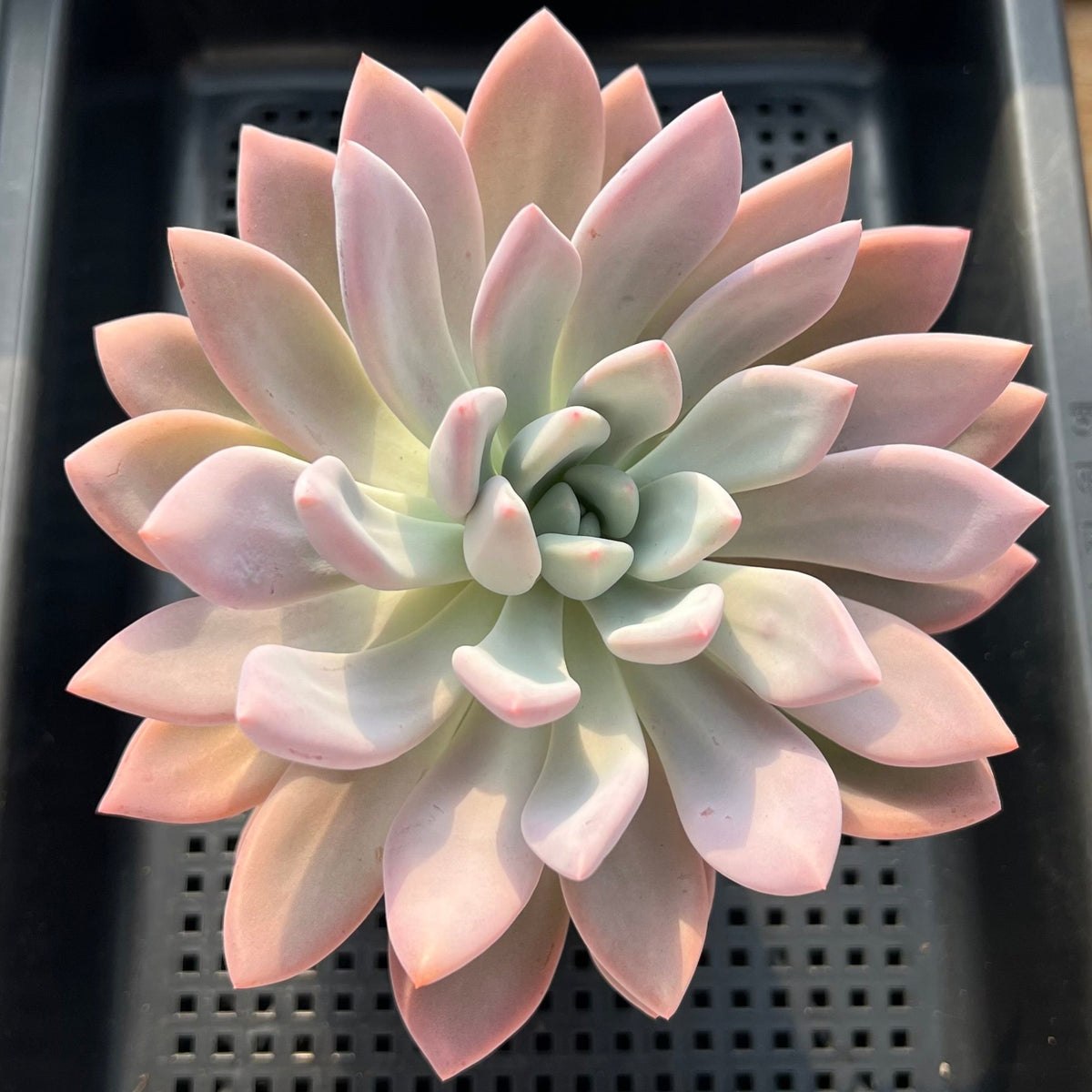 Graptoveria 'Opalina' 4"-5" Large Succulent Plant