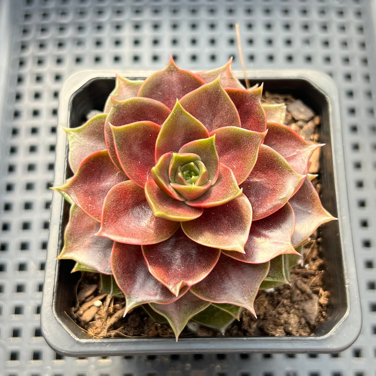 Echeveria 'Mysterious Rose' 3"-4" Succulent Plant (Potted)