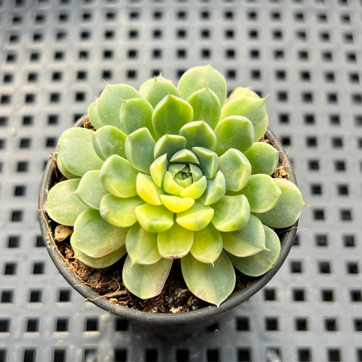 Echeveria Minima Yellow Variegated 1" Succulent Plant (Potted)