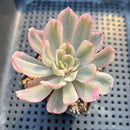 Echeveria 'Secunda' Variegated 2"-3" Succulent Plant