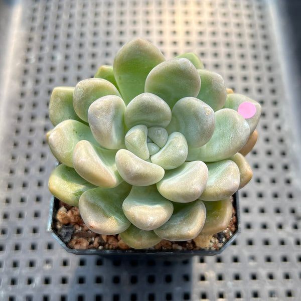 succulents that look like bubbles Graptoveria 'Bubble Bomb' 2" Succulent Plant – True Succulents Plant Co