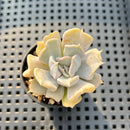 Echeveria 'Thriller Pearl' 1"-2" Succulent Plant