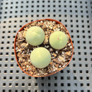 Conophytum Calculus 1" (Set of 3) Succulent Plant
