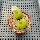Conophytum Maughanii (Set of 2) 2" Succulent Plant