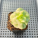 Echeveria 'Nicksana' Variegated 2" Succulent Plant