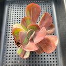 Echeveria 'Goiabinha' Variegated 2" (100% Grown In House) Succulent Plant