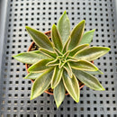 Echeveria Lutea 2"-3" (100% Grown In House) Succulent Plant