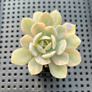 Echeveria Runyonii Variegated (Aka Echeveria 'Akaihosi' Variegated) 2" Succulent Plant