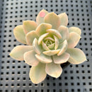 Echeveria Runyonii Variegated (Aka Echeveria 'Akaihosi' Variegated) 2" Succulent Plant