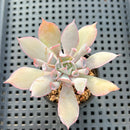 Echeveria 'Trumpet Pinky' 2" Succulent Plant