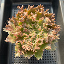 Graptoveria 'Starfire' 4"-5" Large (Suculentia Original Hybrid) Succulent Plant