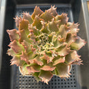 Graptoveria 'Starfire' 4"-5" Large (Suculentia Original Hybrid) Succulent Plant