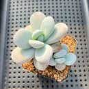 Jeronimoa Cuicatecana 2"-3" Succulent Plant