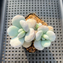 Jeronimoa Cuicatecana 2"-3" Succulent Plant