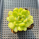 Echeveria Agavoides 'Ice Age' Variegated 2" Succulent Plant