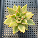 Echeveria Agavoides 'Elkhorn' Variegated 2" Succulent Plant