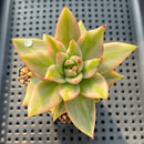 Echeveria Agavoides 'Elkhorn' Variegated 2" Succulent Plant