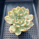 Echeveria Chihuahuaensis Variegated 3" Succulent Plant