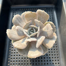 Echeveria 'Milk Purple' 3"-4" Changhee Hybrid succulent Plant