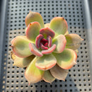 Echeveria 'Dark Chocolate' 2" Succulent Plant