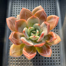 Echeveria 'Purple Champaign' 3" Succulent Plant