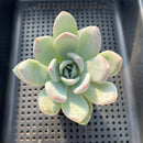 Echeveria 'Ivory' 2"-3" Succulent Plant