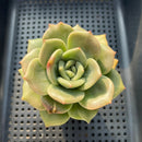 Echeveria 'Nutchi' 3" Succulent Plant