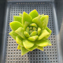 Echeveria Agavoides 'Wrinkle Maria' 2"-3" Succulent Plant