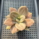 Echeveria Xichuensis 2" Succulent Plant