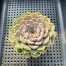 Echeveria 'Rio Heart' 2"-3" Succulent Plant