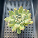Echeveria 'Alba Beauty' 2" Succulent Plant