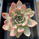 Echeveria 'Pink Champaign' Variegated 5"-6" Large Succulent Plant