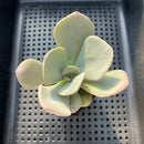 Echeveria 'Yumemi Yugao' ('Brunch Wine' x 'Pink Bubble' Hybrid) 2"-3" Mam&Sister Farm Original Japanese Hybrid Succulent Plant