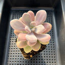 Graptopetalum 'Pink One' 2" Succulent Plant