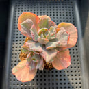 Echeveria 'Beyonce' Variegated 3" Succulent Plant