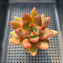 Echeveria 'Neon Rouge' 2" Succulent Plant