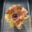 Echeveria sp. 2"-3" Succulent Plant