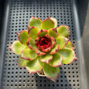 Echeveria sp. 2"-3" Succulent Plant