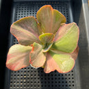 Echeveria 'Suyon' Variegated 3" Succulent Plant