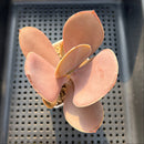 Echeveria 'Brunch Wine' (브런치와인) 3"-4" (100% Grown In House) Succulent Plant