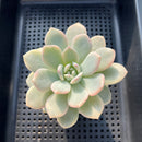 Echeveria 'Orange Monroe' Variegated 2"-3" Succulent Plant