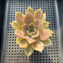 Echeveria 'Pink Madiba' 2"-3" Succulent Plant