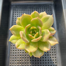 Echeveria 'Monroe Chanel' 3" Succulent Plant