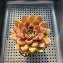 Echeveria 'Red Bell' 3" Succulent Plant