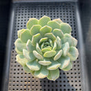 Echeveria sp. 3" Succulent Plant